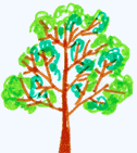 Вечнозеленый дуб