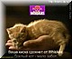 cat01.jpg